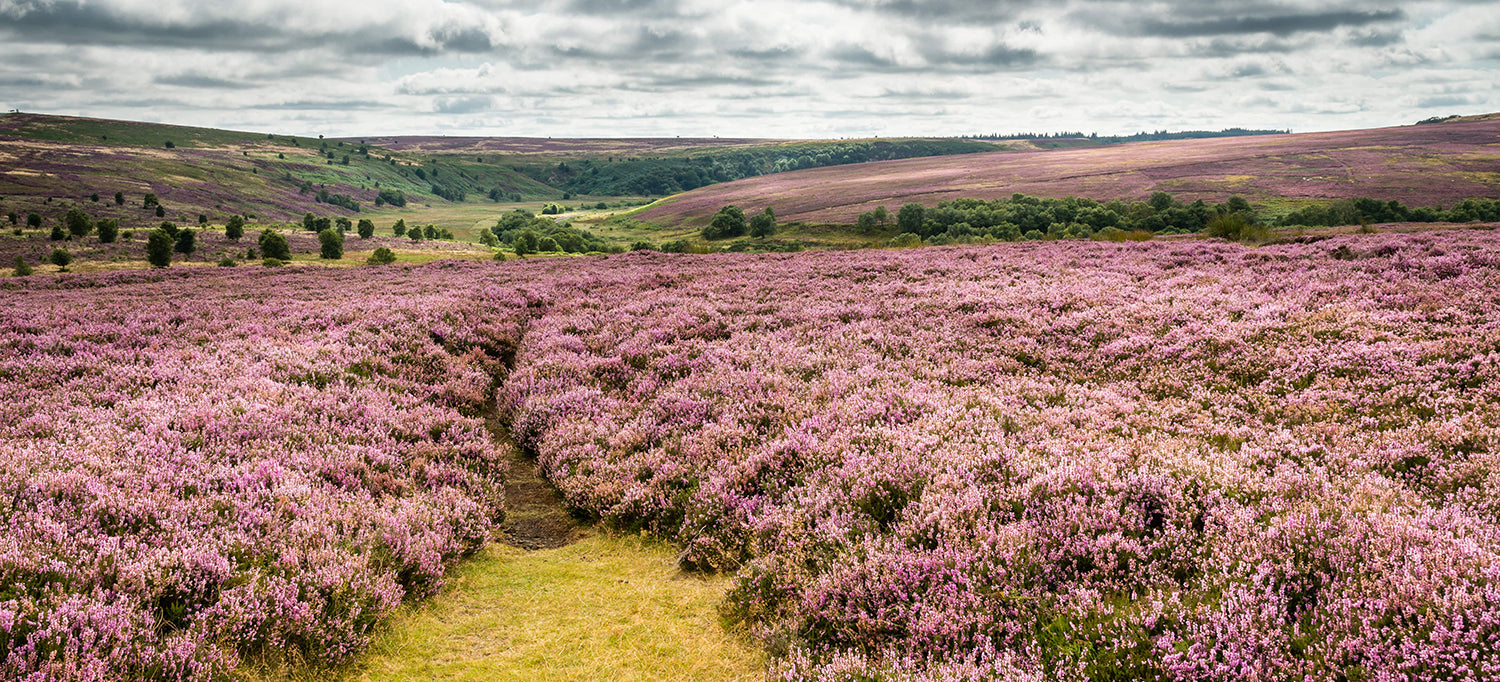 The Beautiful North Yorkshire Moors